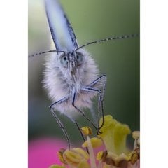 Laowa 100mm f/2.8 2X Ultra Macro APO Lens (Canon EF)