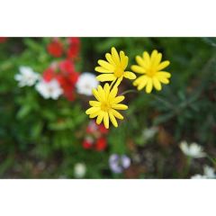 Samyang AF 50mm f/1.4 FE Lens (Sony E)