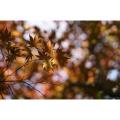 Samyang AF 50mm f/1.4 FE Lens (Sony E)