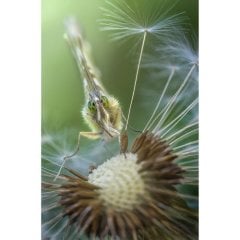 Laowa 100mm f/2.8 2X Ultra Macro APO - Sony E Mount
