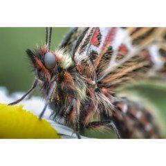 Laowa 100mm f/2.8 2X Ultra Macro APO - Sony E Mount