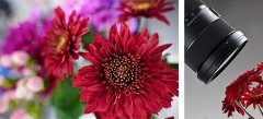 Sigma 24-70mm F2.8 DG DN Art Lens (Sony E Mount)