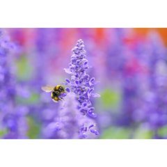 Sigma 105mm f / 2.8 DG DN Macro Art Lens (Sony E)