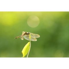 Sigma 105mm f / 2.8 DG DN Macro Art Lens (Sony E)